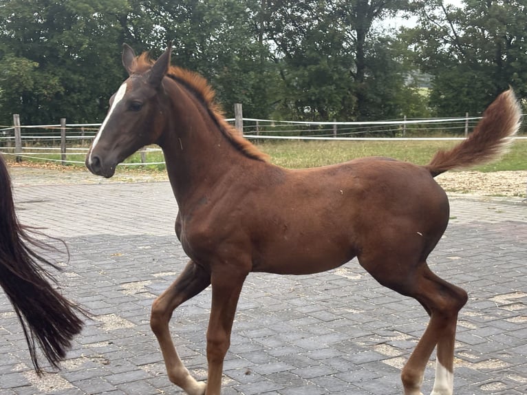 Oldenbourg Jument Poulain (06/2026) Bai brun in Rennerod