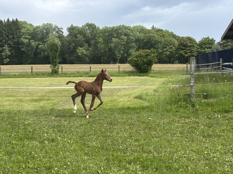 Oldenbourg Jument Poulain (06/2026) Bai brun in Rennerod