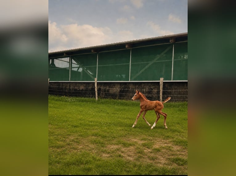 Oldenbourg Jument Poulain (06/2026) Bai brun in Rennerod