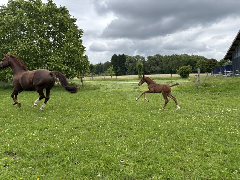 Oldenbourg Jument Poulain (06/2026) Bai brun in Rennerod