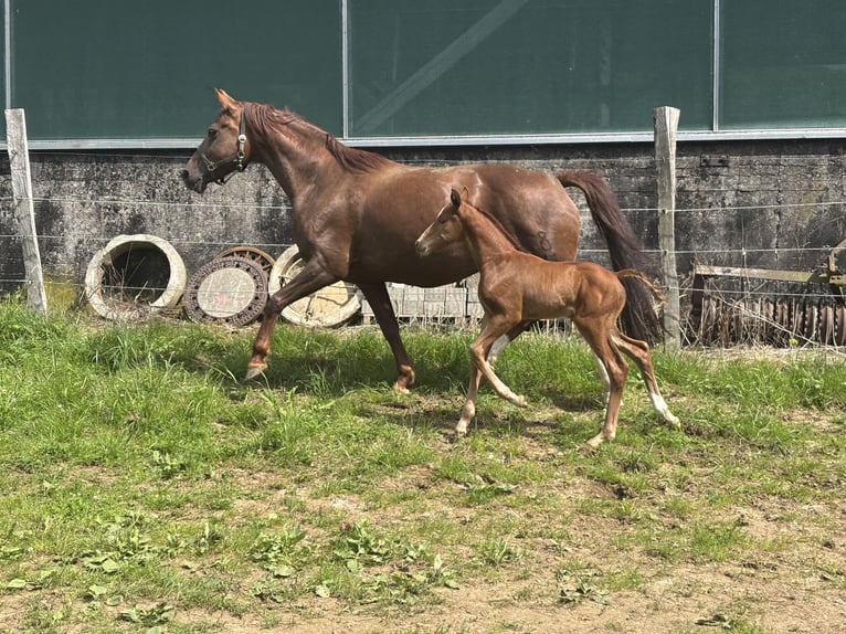 Oldenbourg Jument Poulain (06/2026) Bai brun in Rennerod