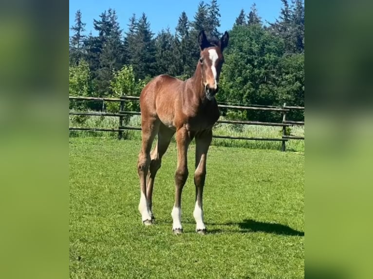 Oldenbourg Jument Poulain (05/2024) Bai brun in Garrel