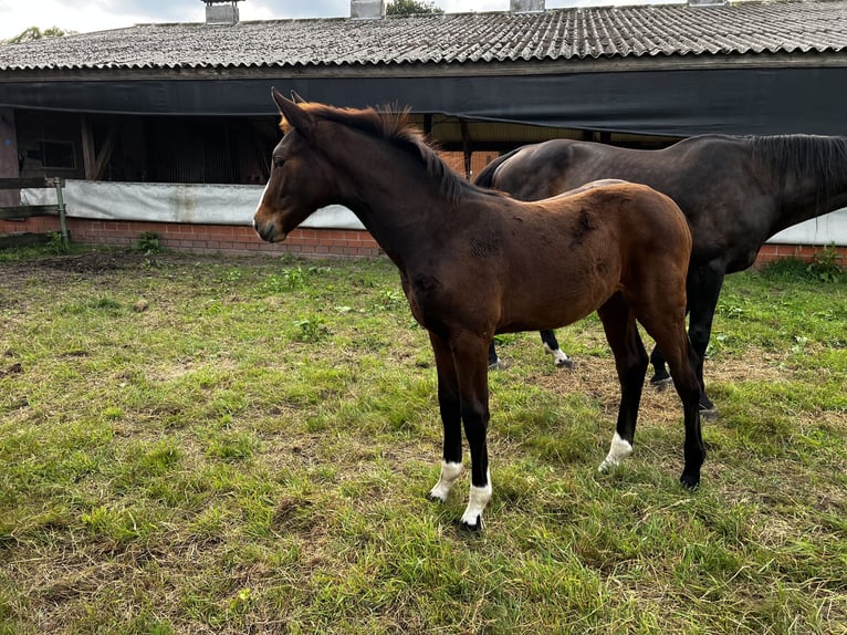 Oldenbourg Jument Poulain (05/2024) Bai brun in Garrel