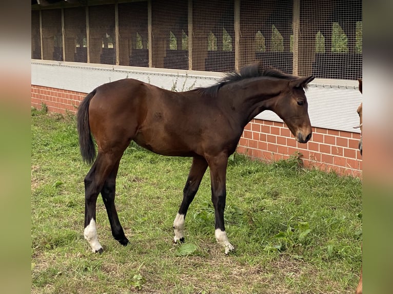 Oldenbourg Jument Poulain (05/2024) Bai brun in Garrel