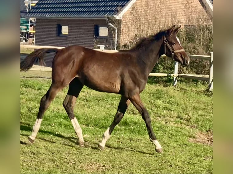 Oldenbourg Jument Poulain (04/2024) Bai brun in Garrel