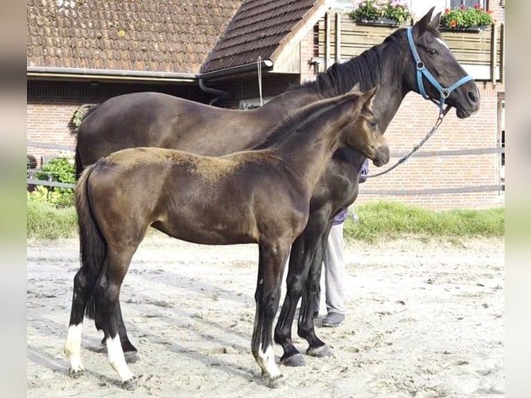 Oldenbourg Jument Poulain (04/2026) Bai brun foncé in Butjadingen
