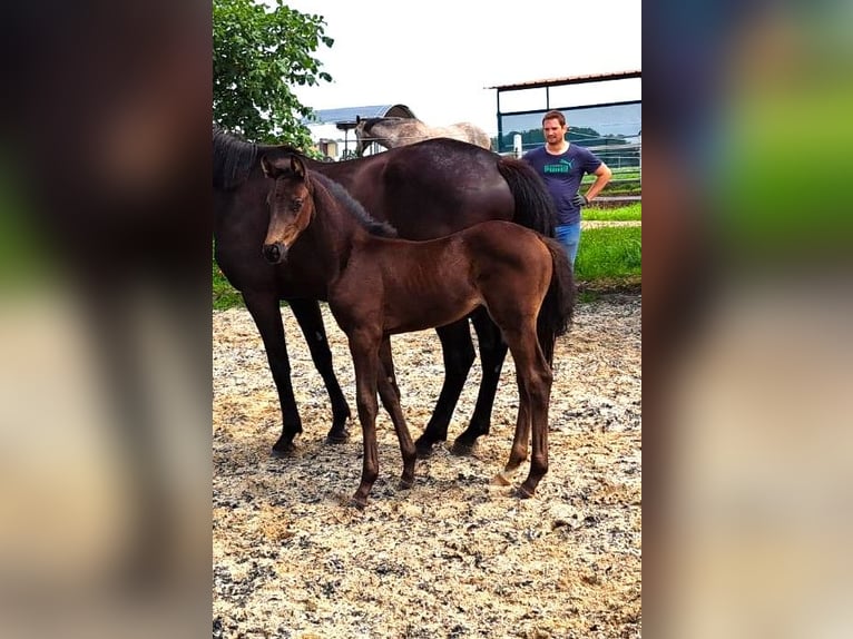 Oldenbourg Jument Poulain (05/2024) Bai brun foncé in Hankensbüttel