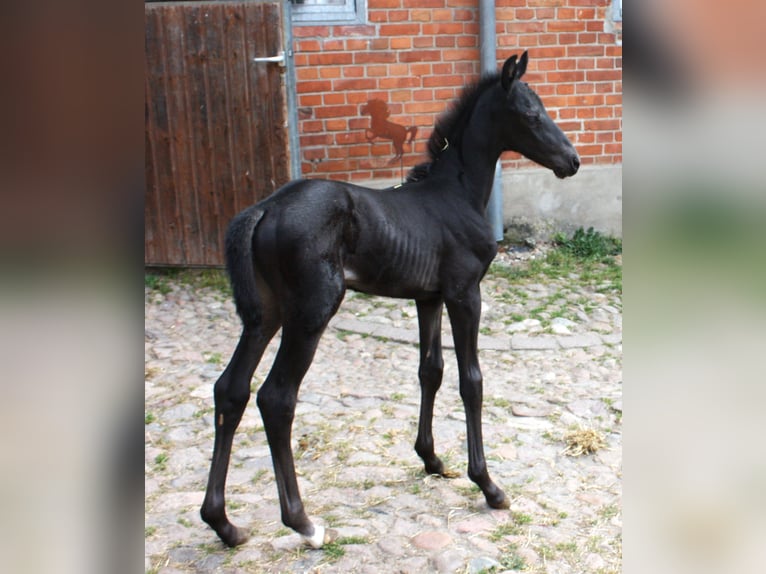 Oldenbourg Jument Poulain (05/2024) Bai brun foncé in Hankensbüttel