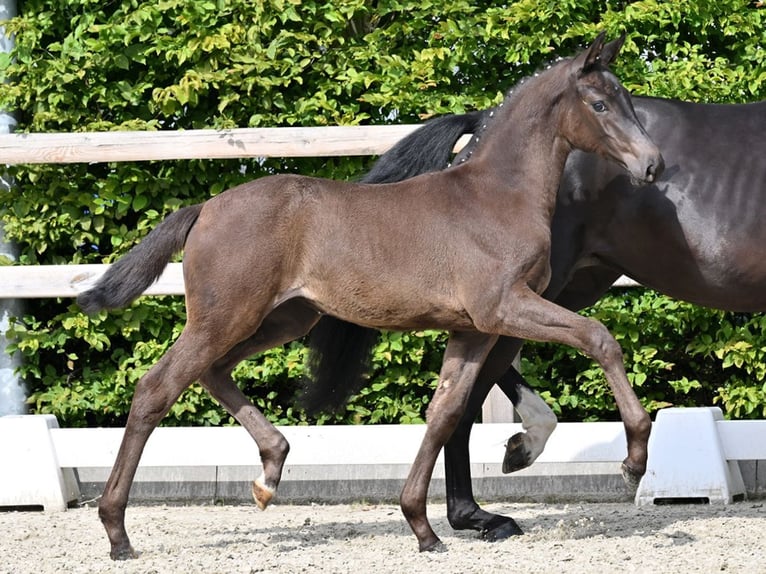Oldenbourg Jument Poulain (03/2026) Bai brun foncé in Hiddenhausen