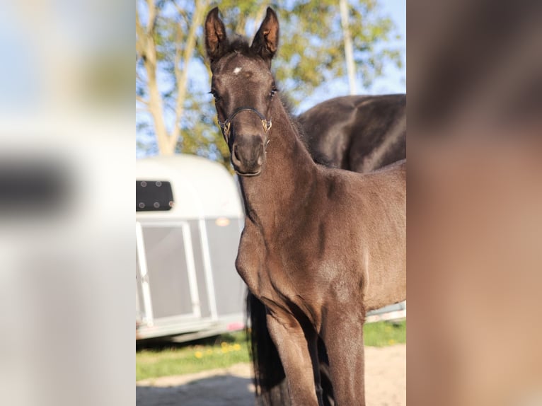 Oldenbourg Jument Poulain (03/2026) Bai brun foncé in Hiddenhausen