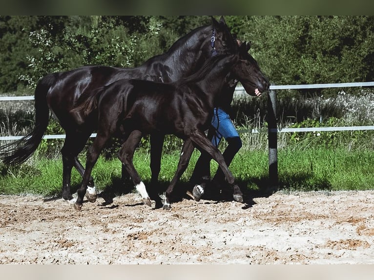 Oldenbourg Jument Poulain (02/2025) Bai brun foncé in FilsumFilsum