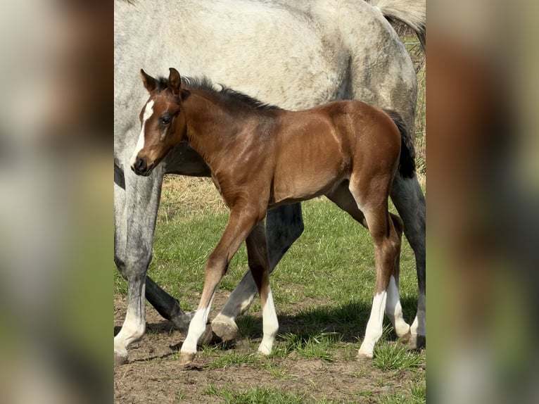 Oldenbourg Jument Poulain (03/2026) Bai in Bramsche