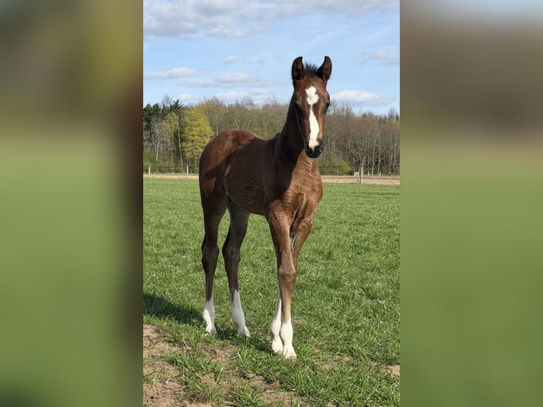 Oldenbourg Jument Poulain (03/2026) Bai in Bramsche