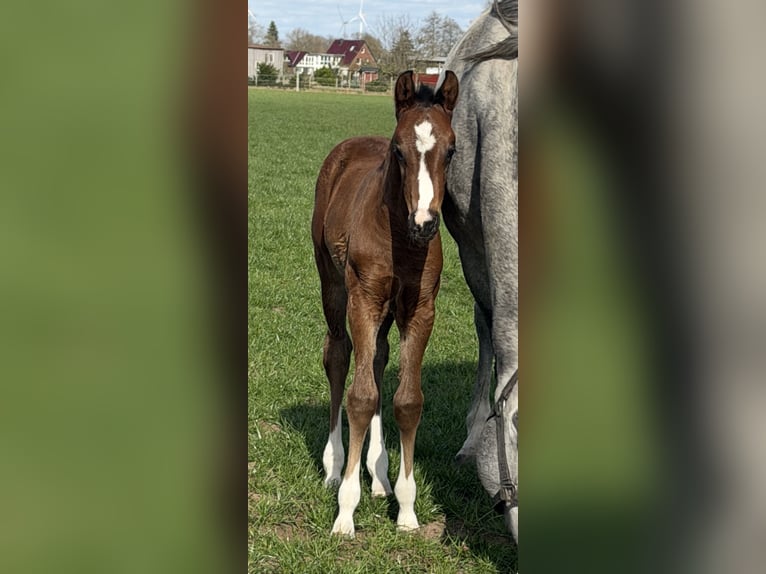 Oldenbourg Jument Poulain (03/2026) Bai in Bramsche