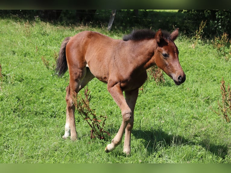 Oldenbourg Jument Poulain (05/2026) Bai in Garlstorf