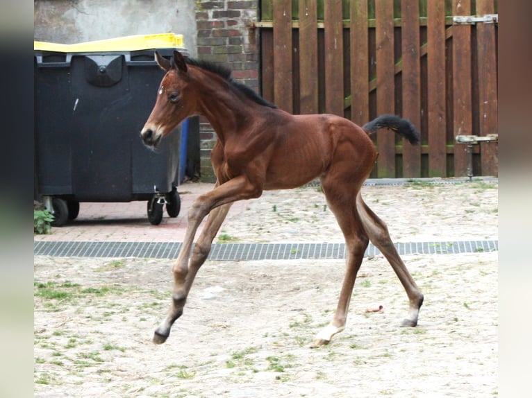 Oldenbourg Jument Poulain (06/2024) Bai in Hankensbüttel