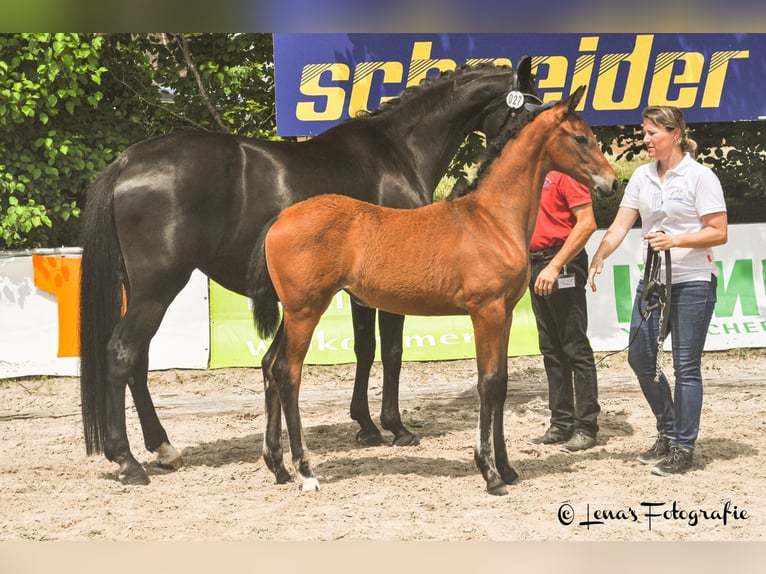 Oldenbourg Jument Poulain (03/2024) Bai in Besigheim