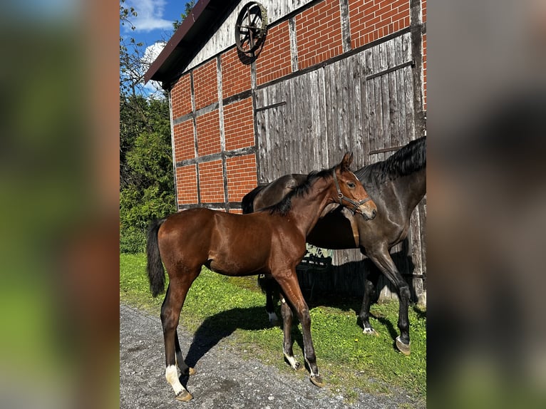 Oldenbourg Jument Poulain (05/2024) Bai in Ostbevern