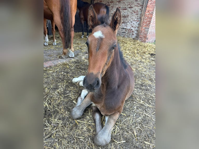 Oldenbourg Jument  Bai in Petershagen