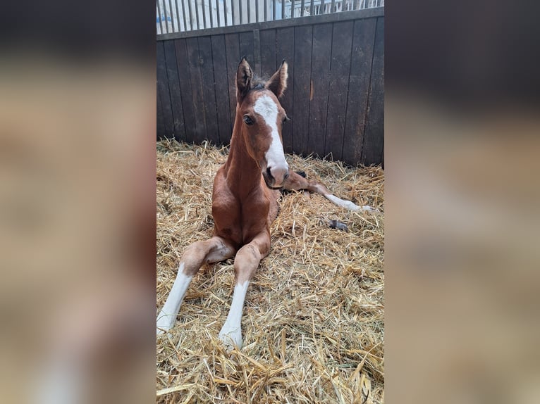Oldenbourg Jument Poulain (03/2026) Bai in Stuhr