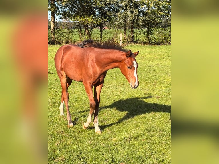 Oldenbourg Jument Poulain (06/2026) Bai in Sandbostel