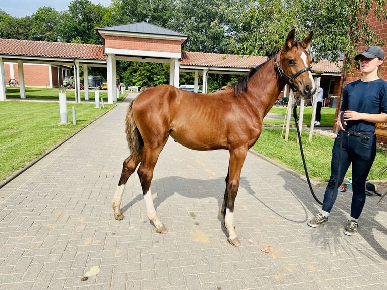 Oldenbourg Jument Poulain (04/2024) Bai in Zülpich