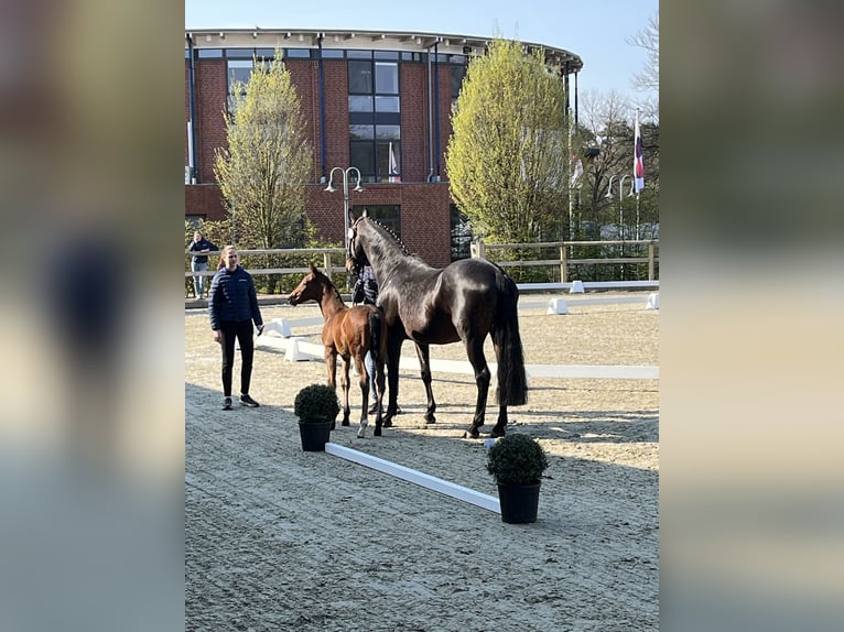 Oldenbourg Jument Poulain (03/2026)  in Hiddenhausen