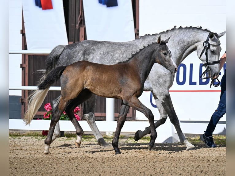 Oldenbourg Jument Poulain (04/2025) Gris in Lahntal