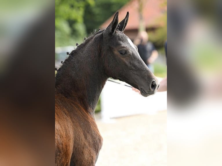 Oldenbourg Jument Poulain (05/2024) Peut devenir gris in Wester-Ohrstedt