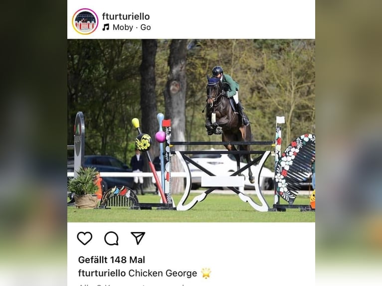 Oldenbourg Jument Poulain (05/2024) Peut devenir gris in Wester-Ohrstedt