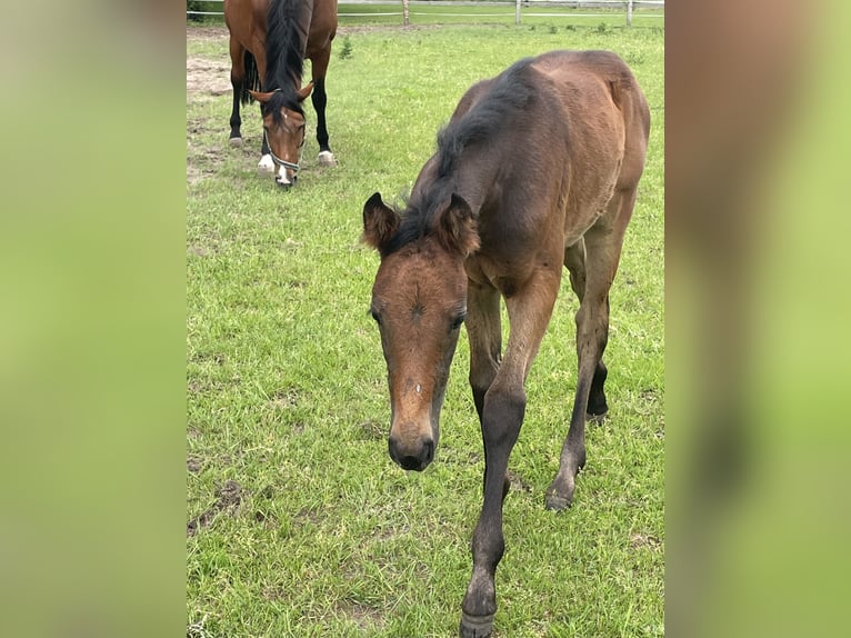 Oldenbourg Jument Poulain (04/2026) Peut devenir gris in Versmold