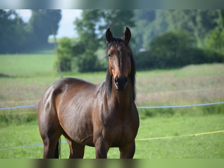 Oldenburg Castrone 10 Anni 160 cm Baio in Mettmenstetten