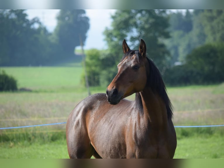 Oldenburg Castrone 10 Anni 160 cm Baio in Mettmenstetten