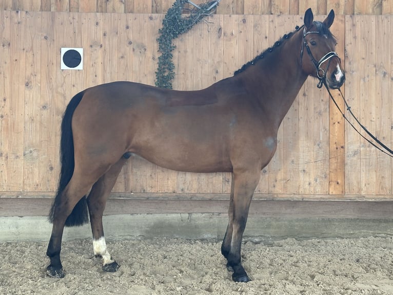 Oldenburg Castrone 10 Anni 166 cm Baio in Riedlingen