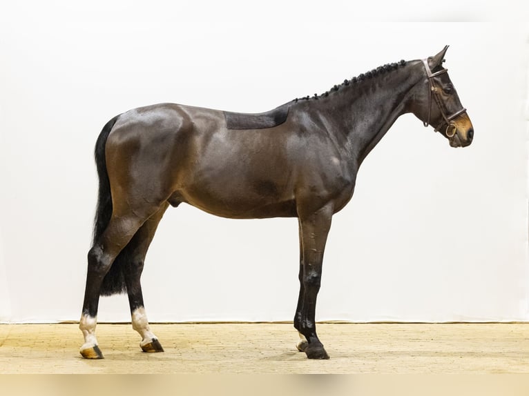 Oldenburg Castrone 10 Anni 166 cm Baio nero in Waddinxveen