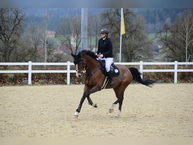 Oldenburg Castrone 10 Anni 167 cm Baio in Langenzersdorf