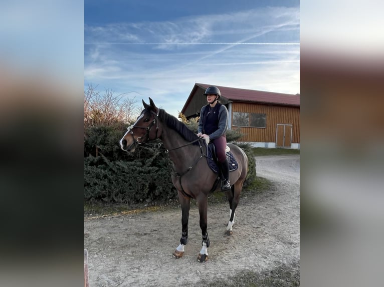 Oldenburg Castrone 10 Anni 167 cm Baio in Langenzersdorf