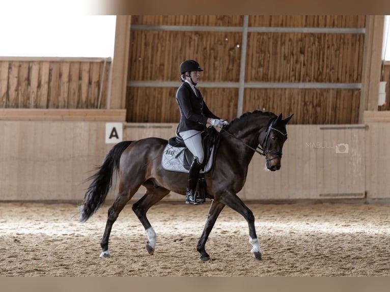 Oldenburg Castrone 10 Anni 170 cm Baio in Kümmersbruck