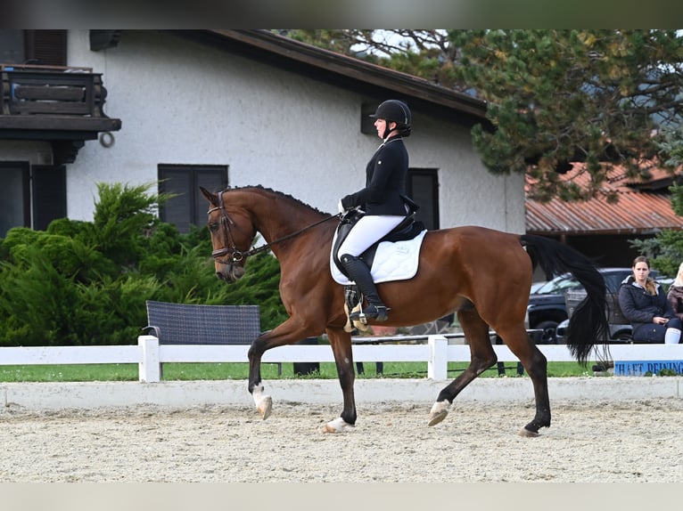 Oldenburg Castrone 10 Anni 170 cm Baio in Schwechatbach