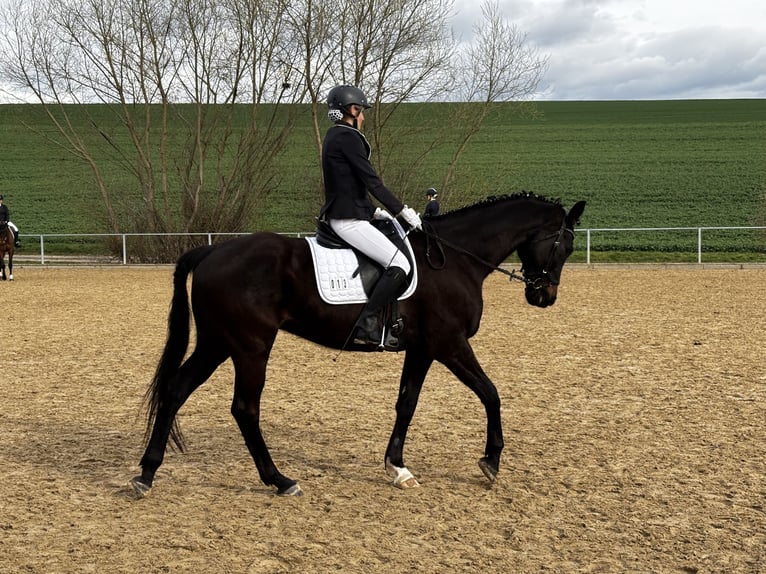 Oldenburg Castrone 10 Anni 170 cm Baio nero in Westgreußen