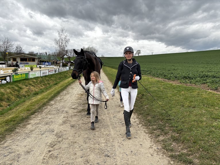 Oldenburg Castrone 10 Anni 170 cm Baio nero in Westgreußen