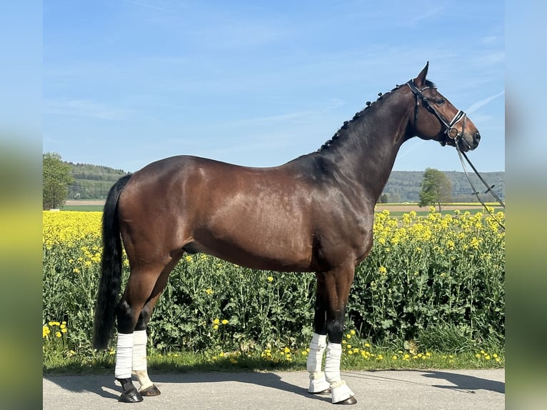 Oldenburg Castrone 10 Anni 170 cm Baio scuro in Riedlingen