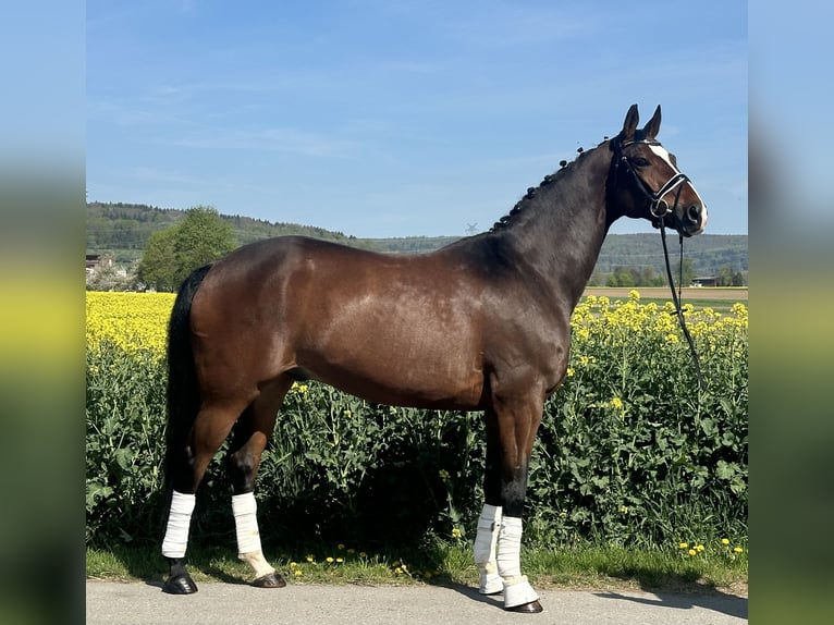 Oldenburg Castrone 10 Anni 170 cm Baio scuro in Riedlingen