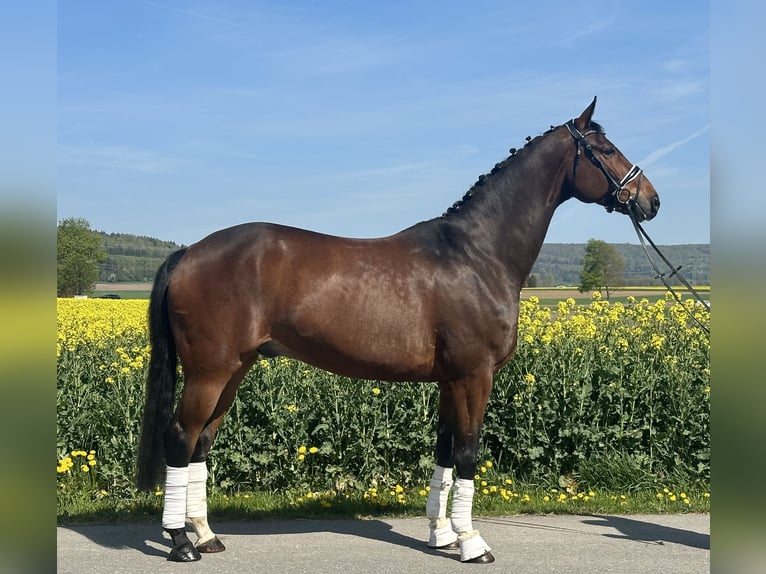 Oldenburg Castrone 10 Anni 170 cm Baio scuro in Riedlingen