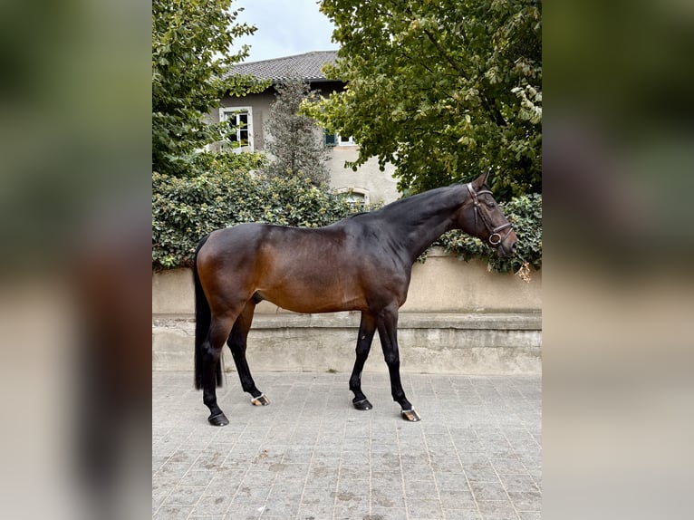 Oldenburg Castrone 10 Anni 170 cm Baio scuro in Lohne
