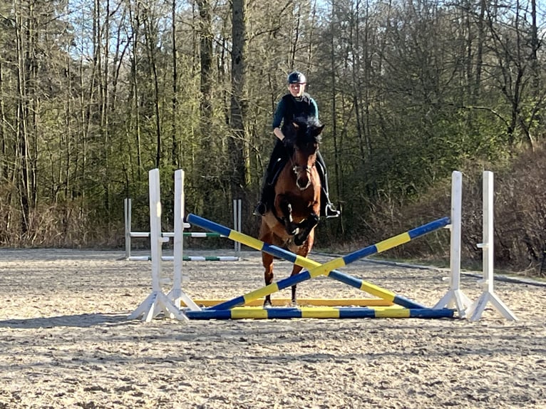 Oldenburg Castrone 10 Anni 172 cm Baio scuro in Halle