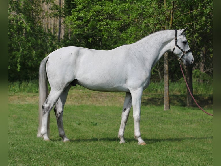 Oldenburg Castrone 10 Anni 172 cm Grigio in Alsóörs