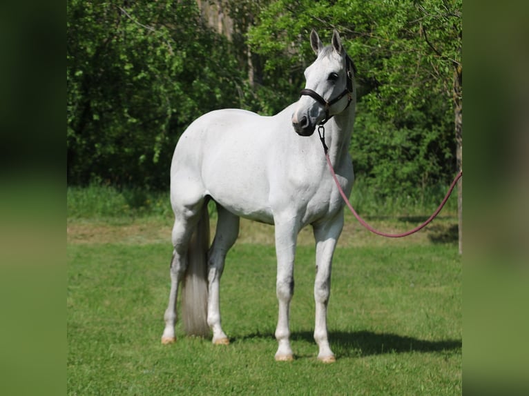Oldenburg Castrone 10 Anni 172 cm Grigio in Alsóörs