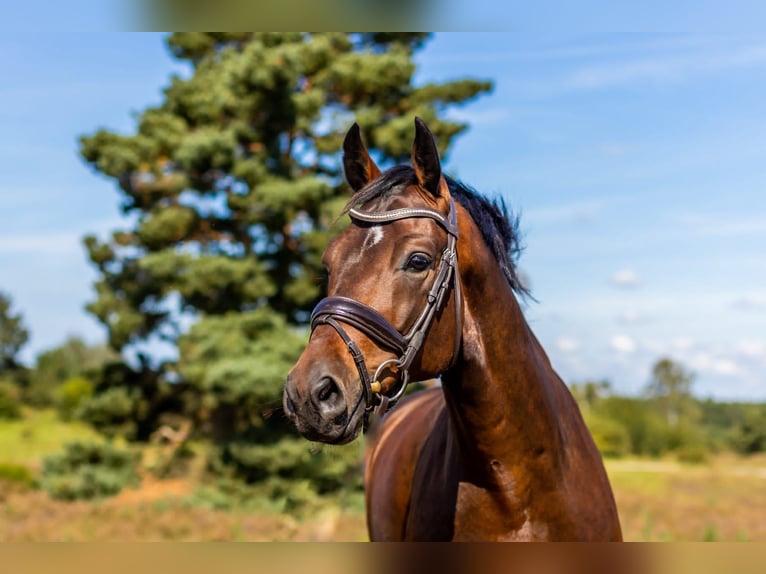 Oldenburg Castrone 10 Anni 174 cm Baio in Springe