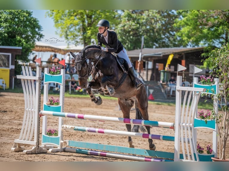 Oldenburg Castrone 10 Anni 175 cm Baio scuro in Ingelheim am Rhein